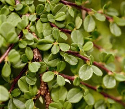 Cotoneaster procumbens 'Streibs Findling'