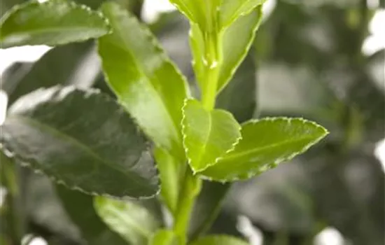 Euonymus fortunei Euonymus fortunei