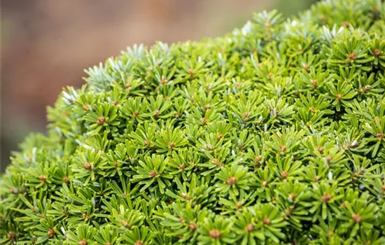 Abies koreana 'Kristallkugel' Abies koreana 'Kristallkugel'