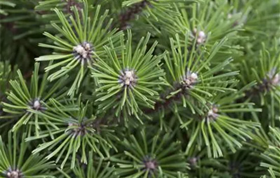 Pinus mugo 'Benjamin' Pinus mugo 'Benjamin'