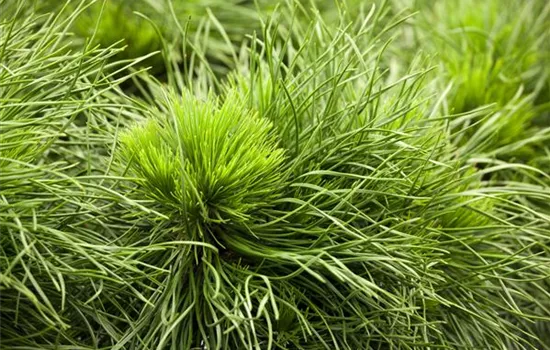 Pinus mugo 'Varella' Pinus mugo 'Varella'