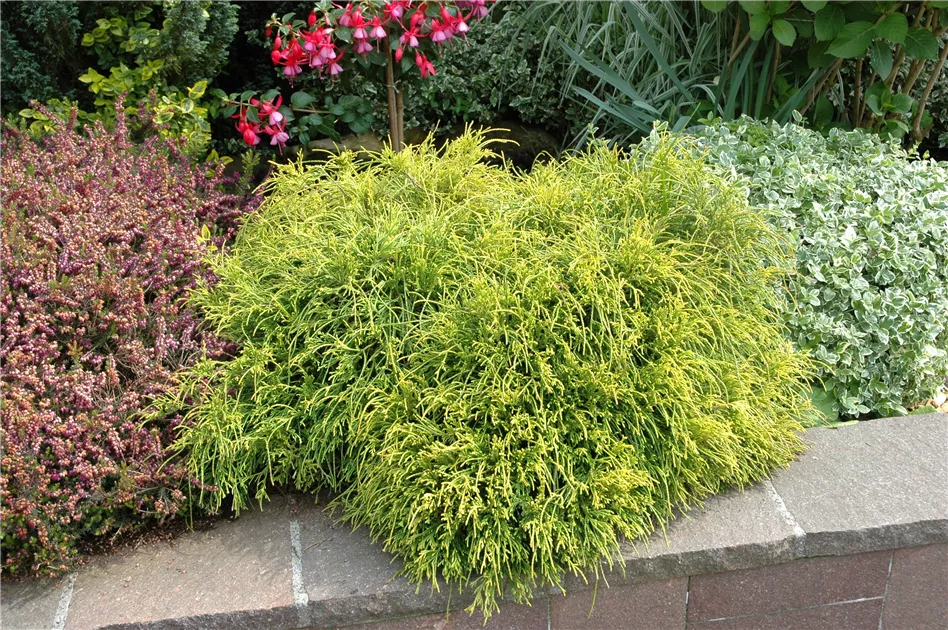 Thuja plicata 'Whipcord' - Patzlsperger