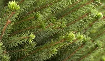 Serbische Fichte Serbische Fichte