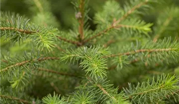 Serbische Fichte Serbische Fichte