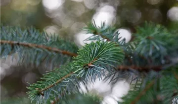 Serbische Fichte Serbische Fichte