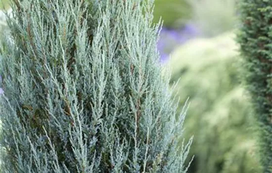 Juniperus virginiana 'Blue Arrow' Juniperus virginiana 'Blue Arrow'
