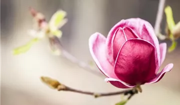 Magnolie 'Genie'®