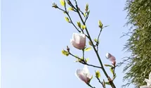 Magnolie 'Genie'®