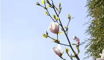 Magnolie 'Genie'®