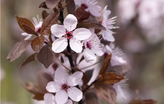 Prunus cerasifera 'Crimson Pointe'® Prunus cerasifera 'Crimson Pointe'®