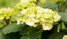 Hortensie 'Diva fiore'®