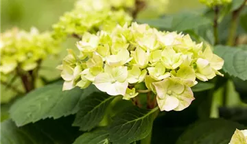 Hortensie 'Diva fiore'®