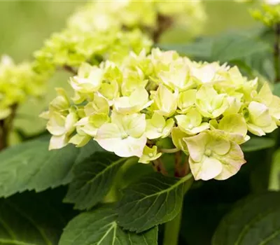 Hydrangea macrophylla 'Diva Fiore'®