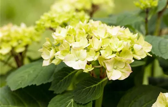 Hydrangea macrophylla 'Diva Fiore'® Hydrangea macrophylla 'Diva Fiore'®