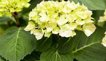 Hortensie 'Diva fiore'®