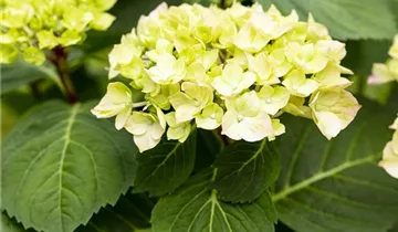 Hortensie 'Diva fiore'®