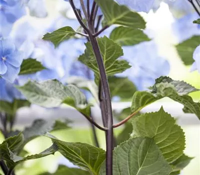 Hydrangea 'Black Steel'®