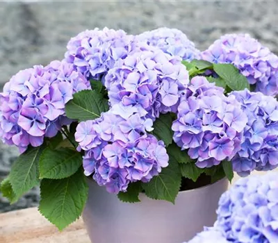 Hydrangea macrophylla 'Blauer Zwerg'
