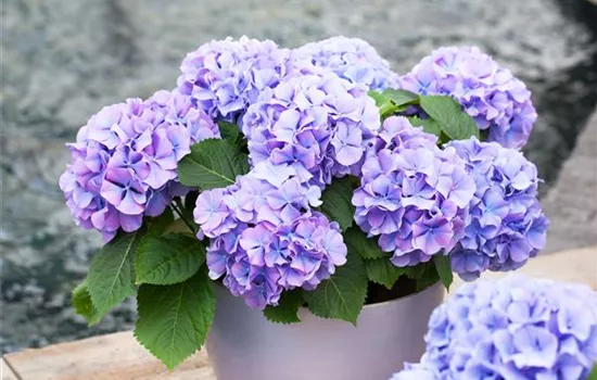 Hydrangea macrophylla 'Blauer Zwerg'