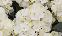 Bauernhortensie 'Caipirinha'