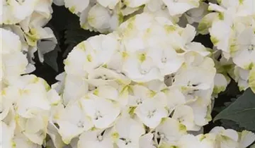 Bauernhortensie 'Caipirinha'