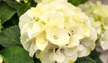 Bauernhortensie 'Caipirinha'