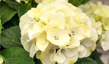 Bauernhortensie 'Caipirinha'