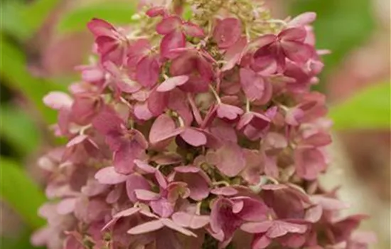 Hydrangea paniculata 'Candlelight'®