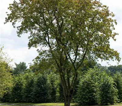 Acer negundo Acer negundo