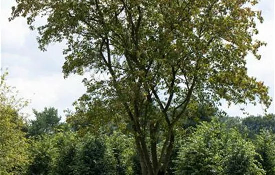 Acer negundo Acer negundo