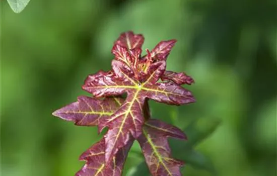 Acer campestre Acer campestre