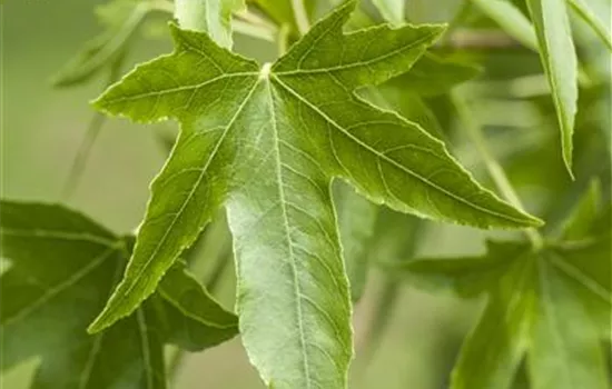 Liquidambar styraciflua Liquidambar styraciflua