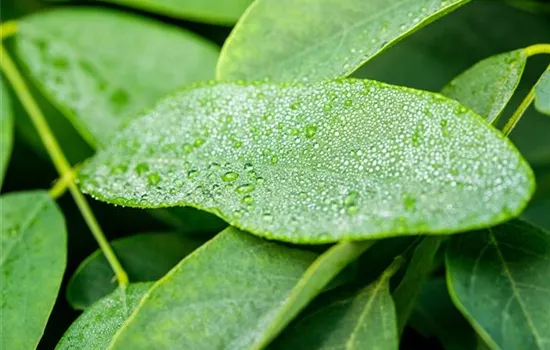 Robinia pseudoacacia 'Umbraculifera' Robinia pseudoacacia 'Umbraculifera'
