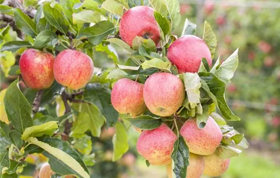 Malus domestica 'Gravensteiner' Malus domestica 'Gravensteiner'