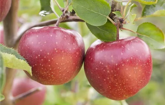 Malus domestica 'Jonagold' Malus domestica 'Jonagold'