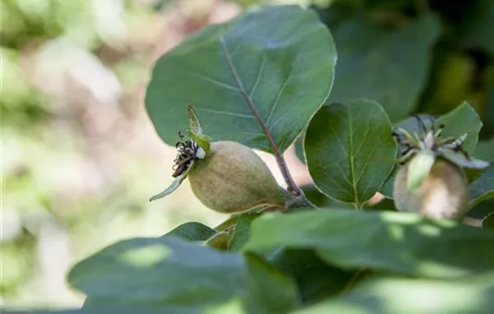 Cydonia oblonga 'Konstantinopeler Apfelquitte'