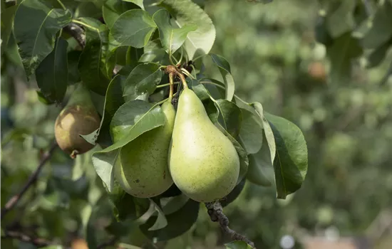 Pyrus communis 'Novemberbirne' Pyrus communis 'Novemberbirne'