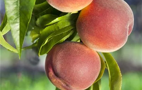 Prunus persica 'Weinbergpfirsich' Prunus persica 'Weinbergpfirsich'