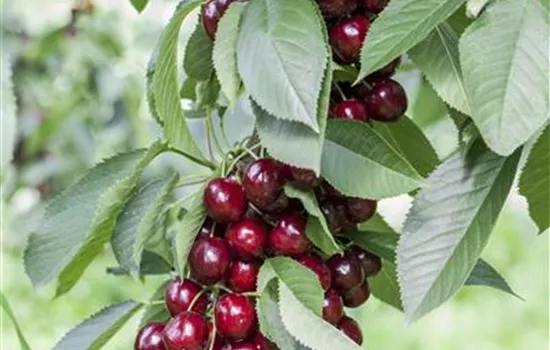 Prunus avium 'Lapins' Prunus avium 'Lapins'