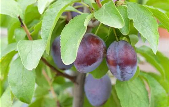 Prunus domestica subsp. domestica 'Hanita'(s) Prunus domestica subsp. domestica 'Hanita'(s)