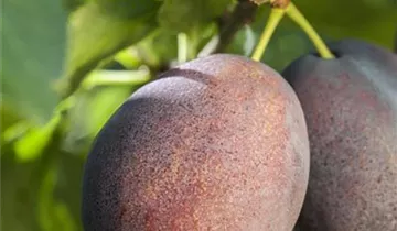 Pflaume 'Haroma'