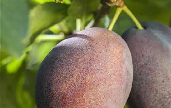 Prunus domestica subsp. domestica 'Haroma' Prunus domestica subsp. domestica 'Haroma'