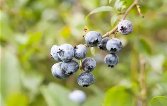 Vaccinium corymbosum 'Blue Sapphire'®