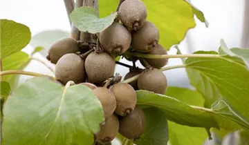 Kiwi 'Starella'