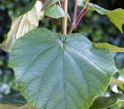 Actinidia chinensis 'Matua' Actinidia chinensis 'Matua'