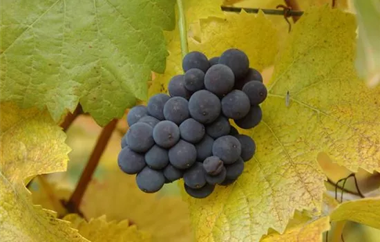 Vitis vinifera 'Muscat Bleu' ROBUSTAREBE® Vitis vinifera 'Muscat Bleu' ROBUSTAREBE®