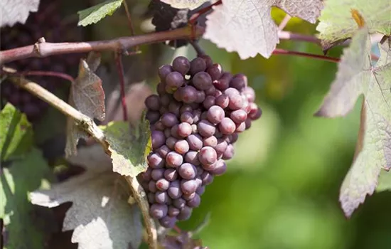 Vitis vinifera 'New York Muscat' Vitis vinifera 'New York Muscat'