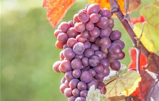 Vitis vinifera 'Sweety'® ROBUSTAREBE® Vitis vinifera 'Sweety'® ROBUSTAREBE®