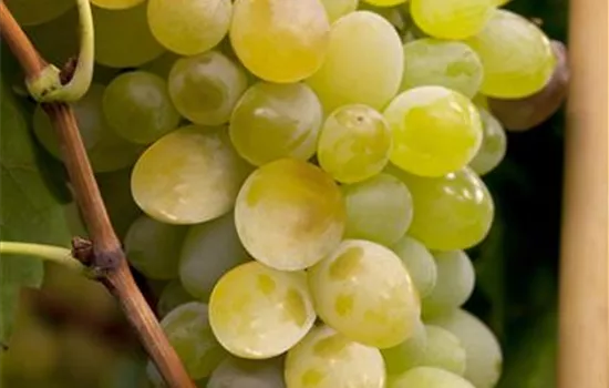 Vitis vinifera 'Himrod' ROBUSTAREBE® Vitis vinifera 'Himrod' ROBUSTAREBE®