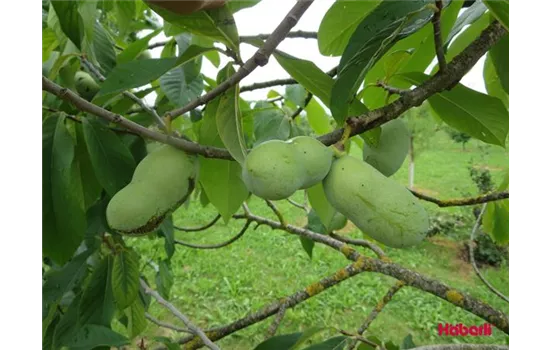 Asimina triloba Häbeli´s Indianer Banane® 'Prima'
